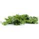 Искусственная ветка Engard "Eucalyptus", 65 см (AV-03) AV-03 фото 2