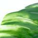 Искуственный лист Engard Monstera Alba, 71 см (TW-53) TW-53 фото 5
