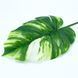 Искуственный лист Engard Monstera Alba, 71 см (TW-53) TW-53 фото 2