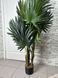 Штучна рослина Engard Cycas Palm, 150 см (DW-23) DW-23 фото 8