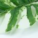 Искуственный лист Engard Monstera Alba, 73 см (TW-54) TW-54 фото 5