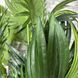 Штучна рослина Engard Cycas Palm, 150 см (DW-23) DW-23 фото 4