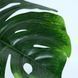 Штучна рослина Monstera 110cm в кашпо (TW-0487-1) TW-0487-1 фото 4
