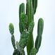 Набір штучних рослин Engard Cactus в кашпо (TW-40414268-1) TW-40414268-1 фото 6